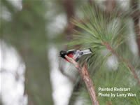 Painted Redstart
